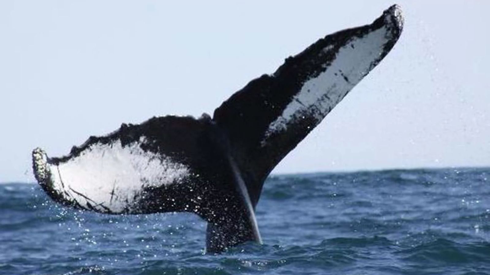 Brier Island Whale & Seabird Cruises
