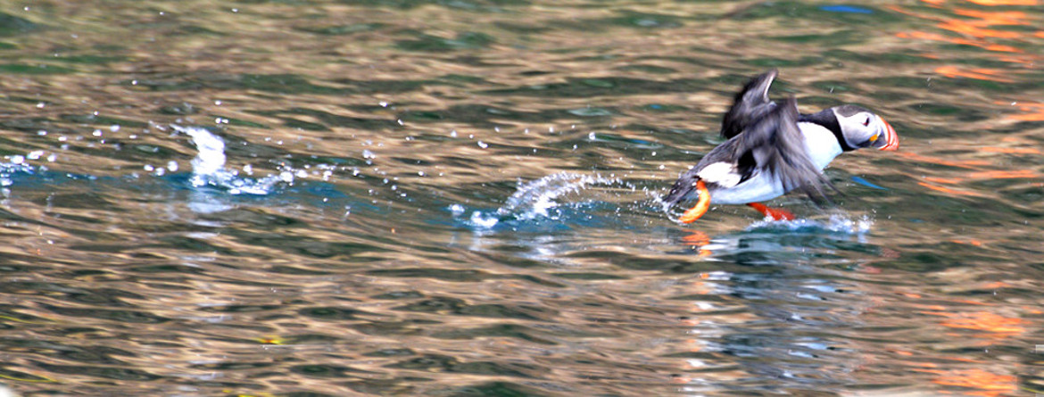 Donelda's Puffin Boat Tours
