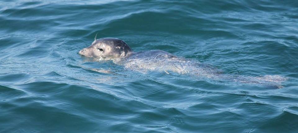 Freeport Whale & Seabird Tours